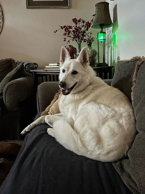 Yeti, an adoptable Siberian Husky in Carrollton, TX, 75011 | Photo Image 1