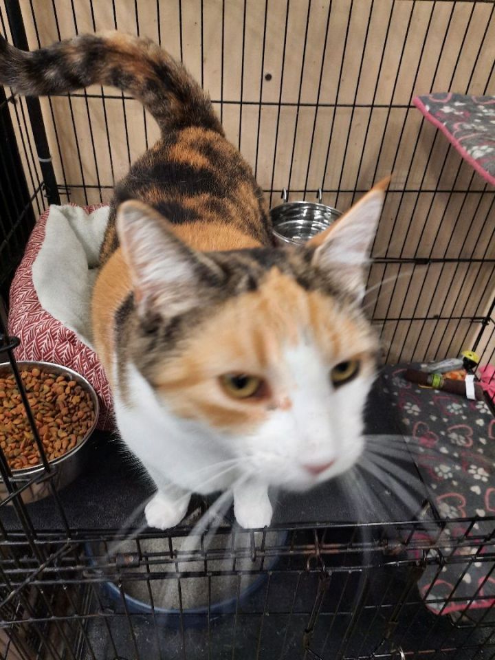 Pepper, an adoptable Calico in Louisville, KY_image-1