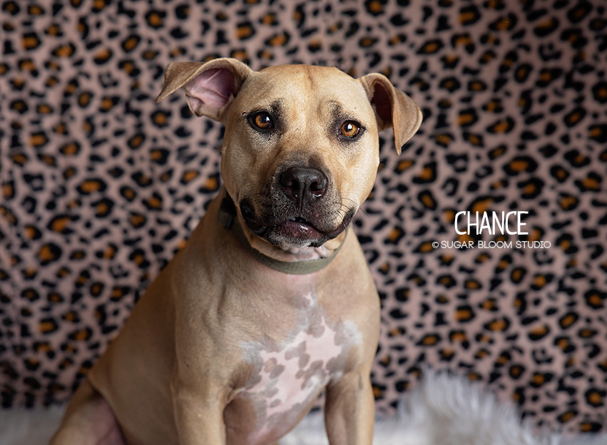 Chance, an adoptable Labrador Retriever in Littleton, CO, 80126 | Photo Image 1
