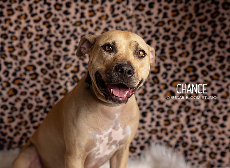 Chance, an adoptable Labrador Retriever in Littleton, CO, 80126 | Photo Image 2