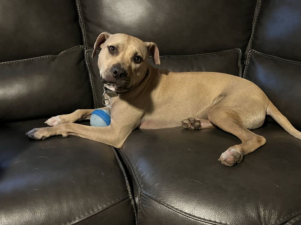 Chance, an adoptable Labrador Retriever in Littleton, CO, 80126 | Photo Image 3