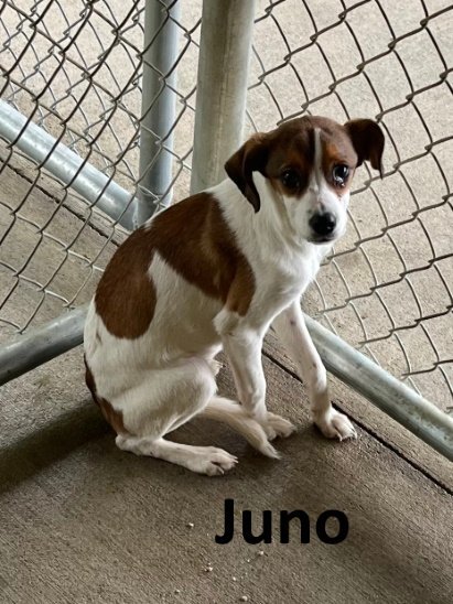 Juno