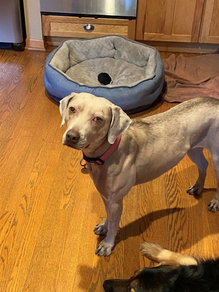 Dog for adoption - Blondie, a Weimaraner in Downers Grove, IL | Petfinder