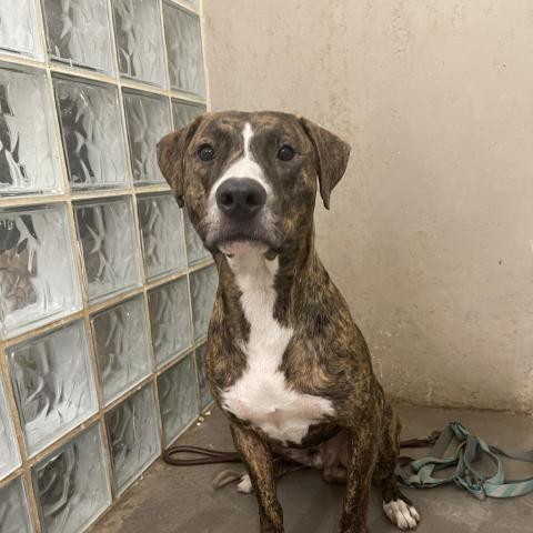 Ikaika, an adoptable Whippet, Catahoula Leopard Dog in Lihue, HI, 96766 | Photo Image 1