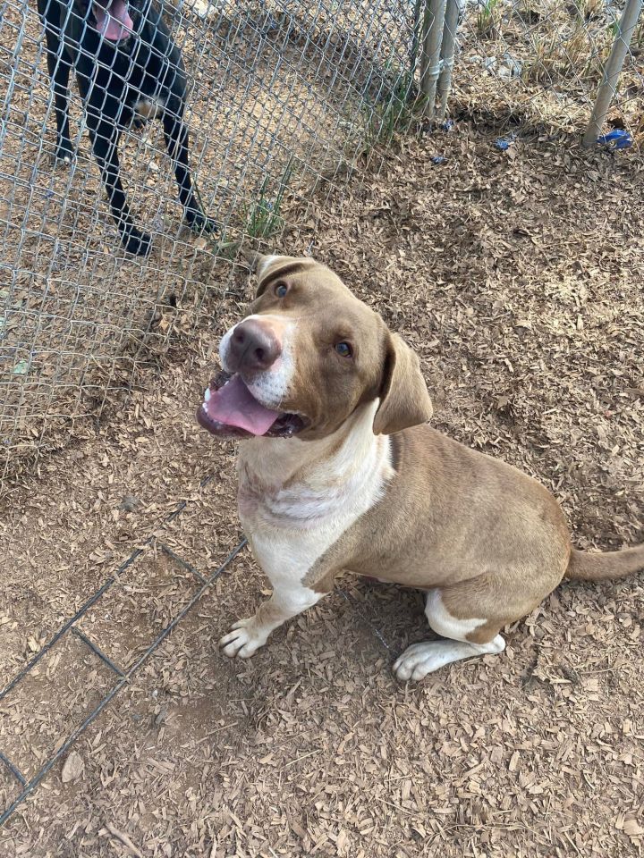 Dog for adoption - Gus, a Hound Mix in Hartwell, GA | Petfinder