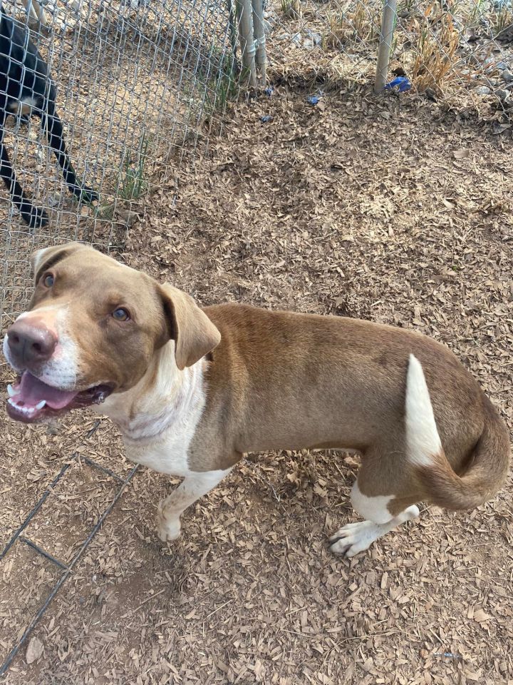 Dog For Adoption - Gus, A Hound Mix In Hartwell, Ga 