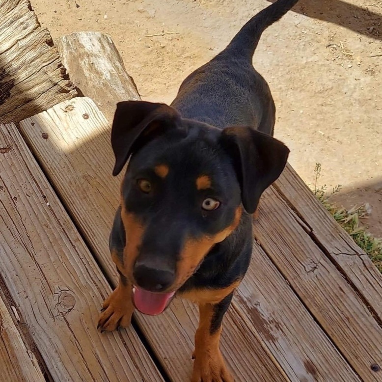 Afina, an adoptable Rottweiler in Lubbock, TX, 79407 | Photo Image 2