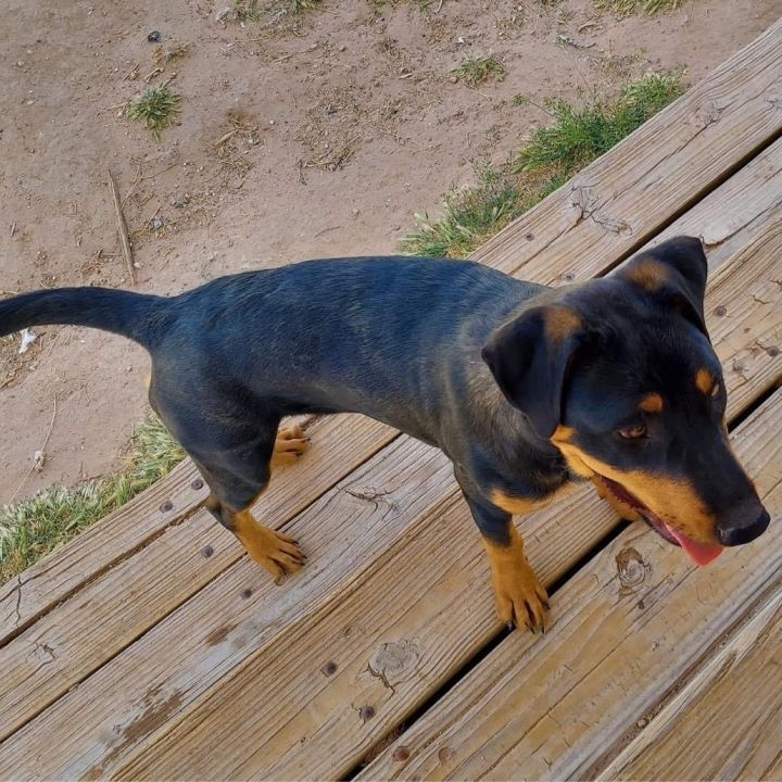 Dog for adoption - Afina, a Rottweiler Mix in Lubbock, TX | Petfinder
