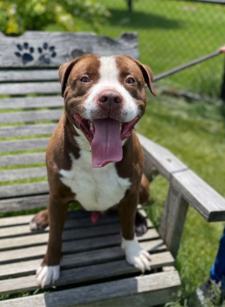BARKLEY, an adoptable Pit Bull Terrier in Wintersville, OH_image-5