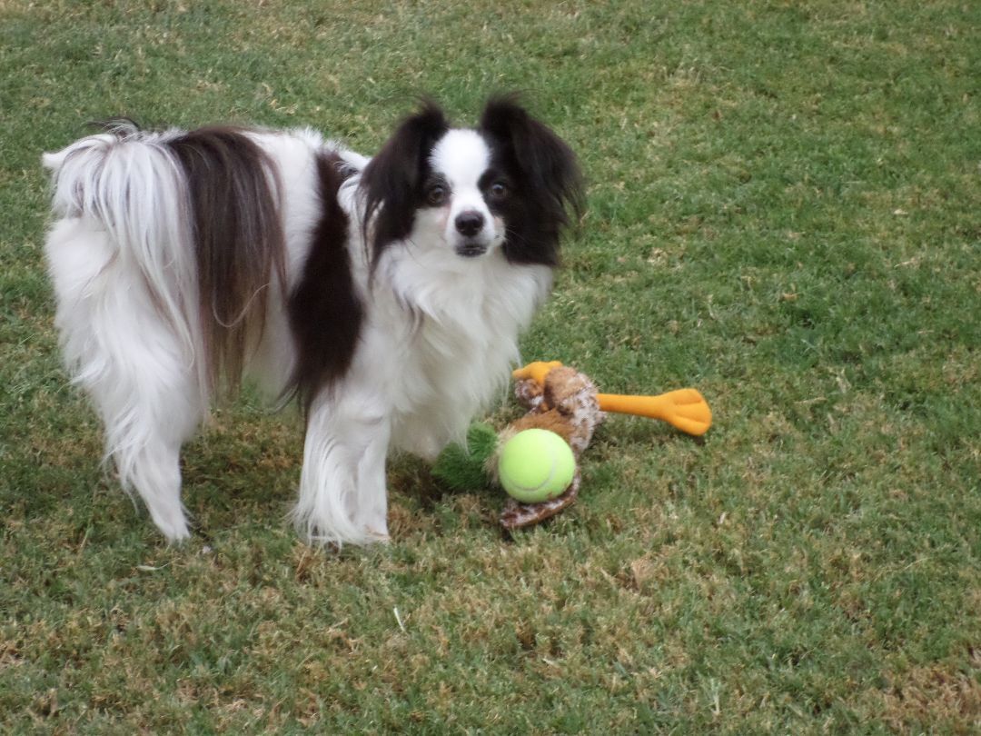 are papillon with miniature poodle