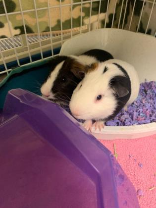 Azzy & Ezra, an adopted Guinea Pig in Bellingham, WA_image-1