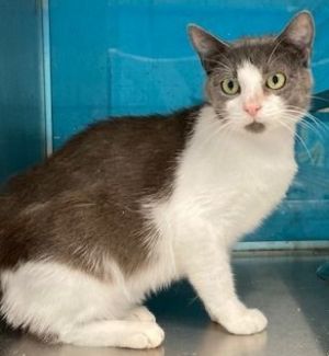 Cats For Adoption Near North Versailles Pa Petfinder