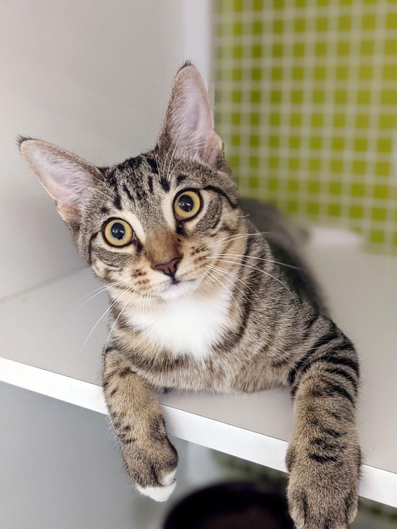 Cilu, an adoptable Domestic Short Hair, Tiger in Lake Monroe, FL, 32747 | Photo Image 5