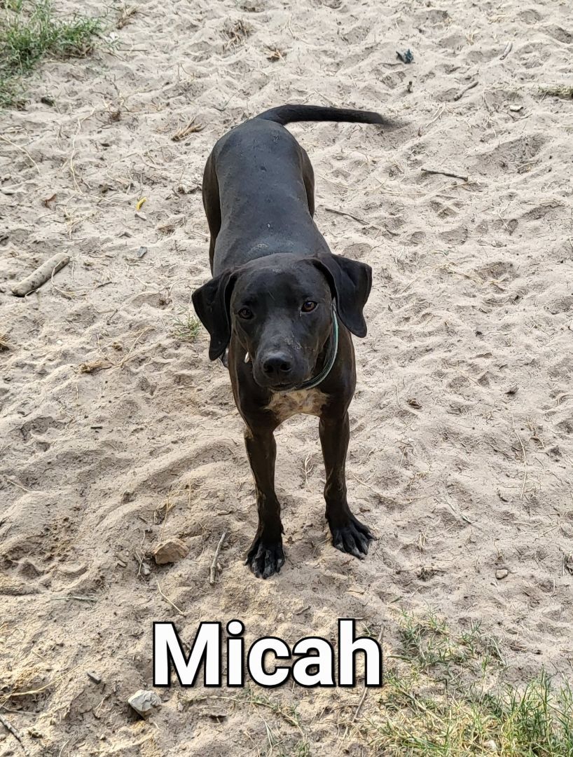 Micah