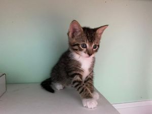 Cat For Adoption Cheddar A Domestic Short Hair In Woodhaven Ny Petfinder