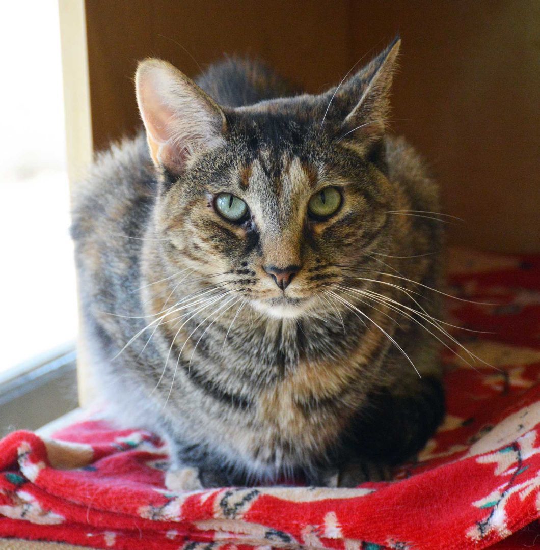 ROMA, an adoptable Torbie in San Clemente, CA, 92674 | Photo Image 1