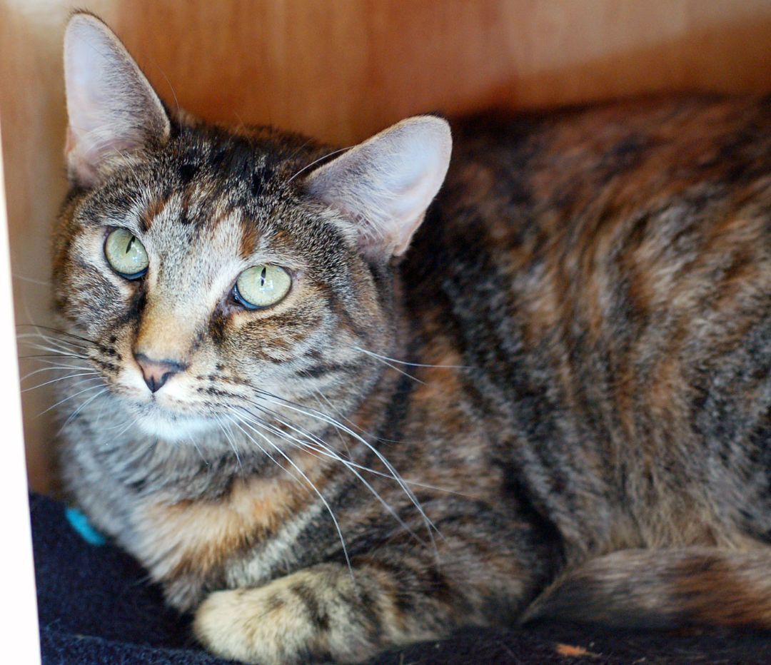 ROMA, an adoptable Torbie in San Clemente, CA, 92674 | Photo Image 2