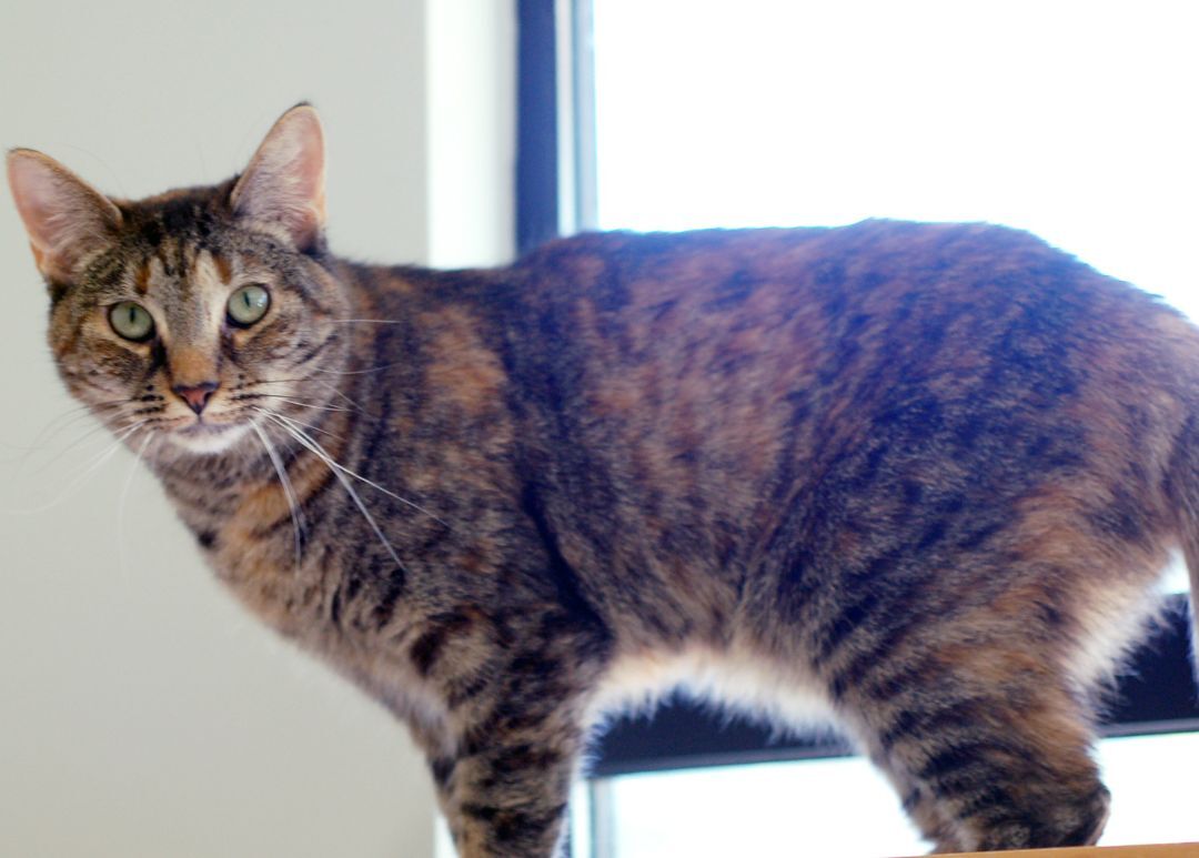 ROMA, an adoptable Torbie in San Clemente, CA, 92674 | Photo Image 3