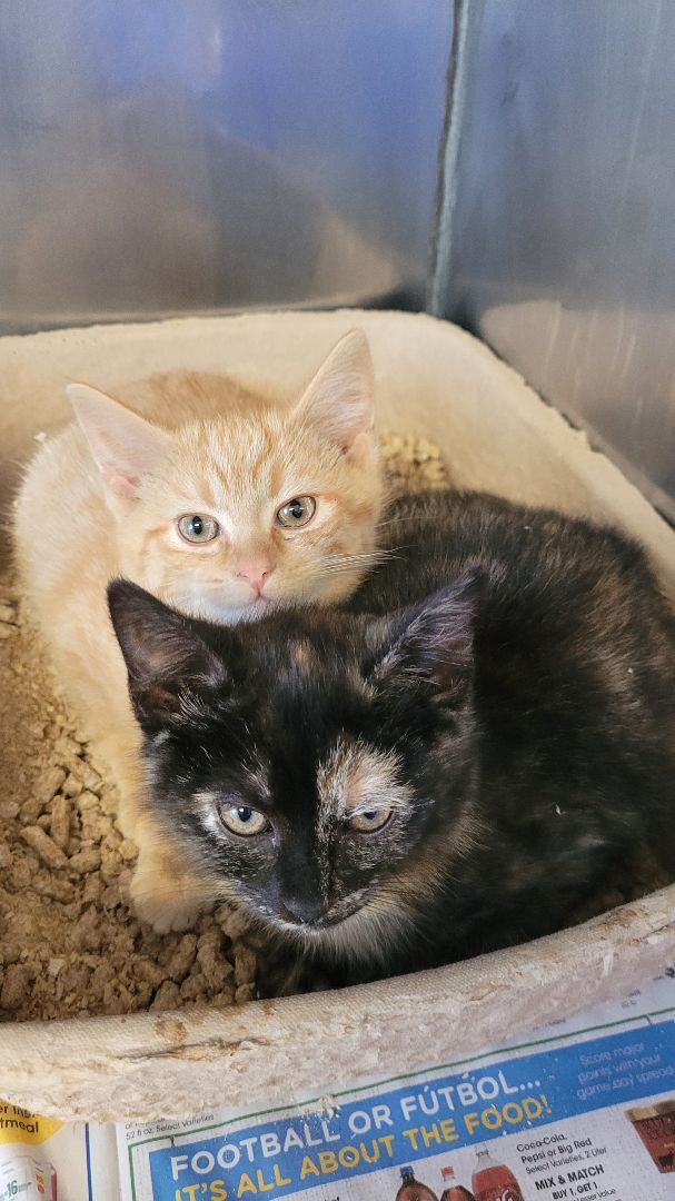 Many kittens soon available! , an adoptable Domestic Short Hair & American Shorthair Mix in Stanton, KY_image-2