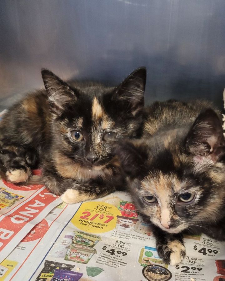 Kittens-  party of 4!, an adoptable Domestic Short Hair Mix in Stanton, KY_image-3