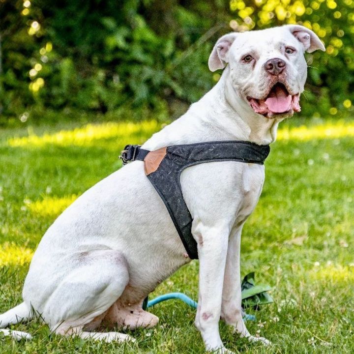 Elmer, an adoptable American Bulldog & Pit Bull Terrier Mix in Bethel, CT_image-1
