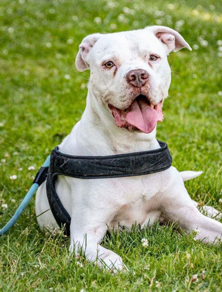 Elmer, an adoptable American Bulldog & Pit Bull Terrier Mix in Bethel, CT_image-4