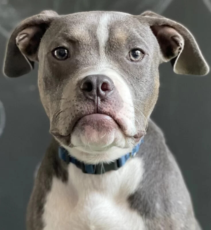 Persied, an adoptable Pit Bull Terrier in Kansas City, MO, 64111 | Photo Image 2