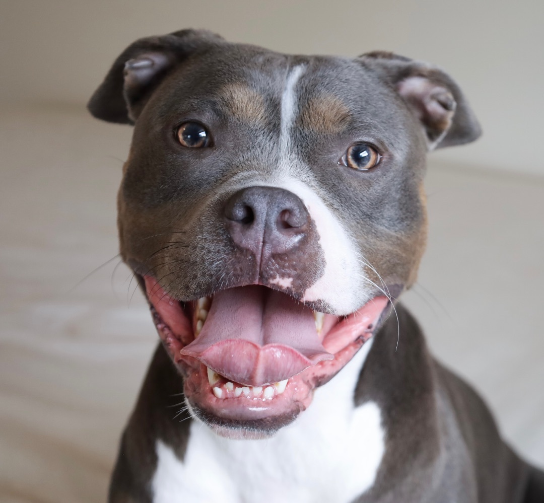 Persied, an adoptable Pit Bull Terrier in Kansas City, MO, 64111 | Photo Image 1