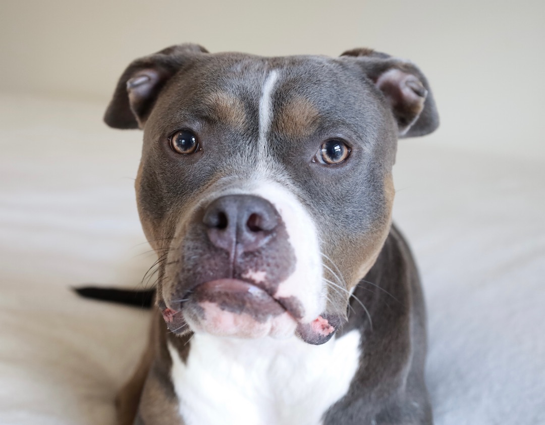 Persied, an adoptable Pit Bull Terrier in Kansas City, MO, 64111 | Photo Image 3