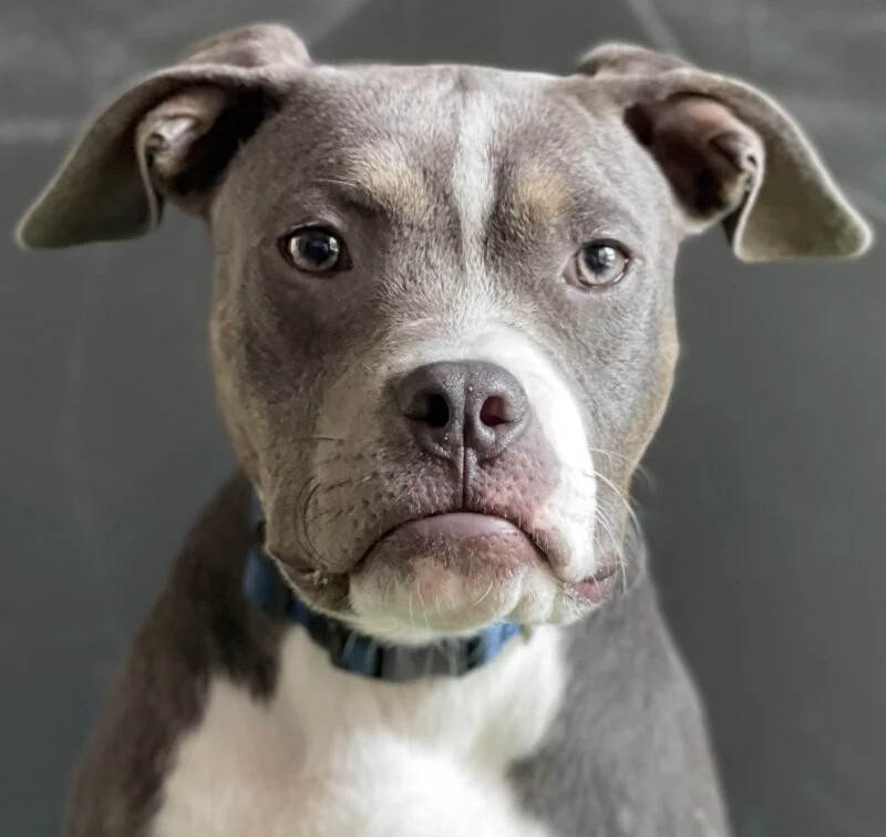 Persied, an adoptable Pit Bull Terrier in Kansas City, MO, 64111 | Photo Image 4