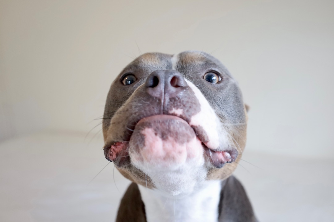 Persied, an adoptable Pit Bull Terrier in Kansas City, MO, 64111 | Photo Image 5