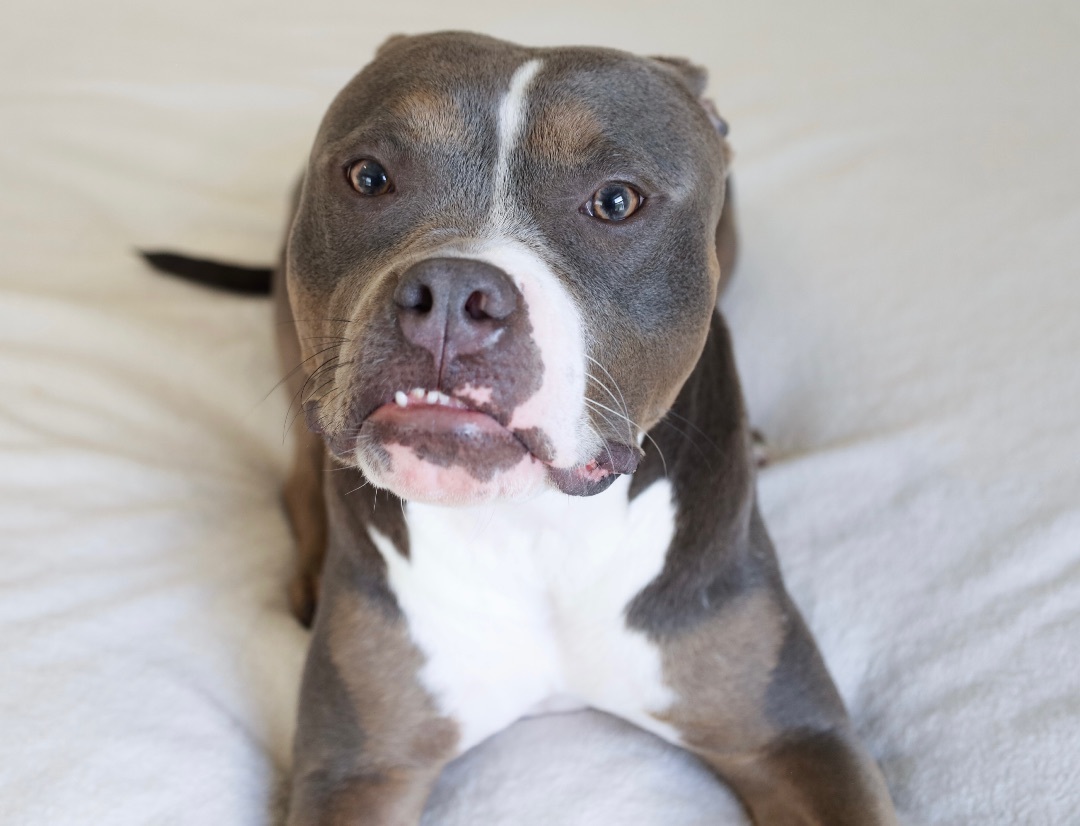 Persied, an adoptable Pit Bull Terrier in Kansas City, MO, 64111 | Photo Image 6