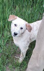 north sioux city animal control