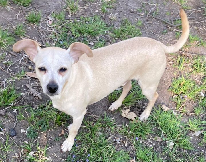 Ollie, an adoptable Chihuahua in Manhattan, KS_image-3