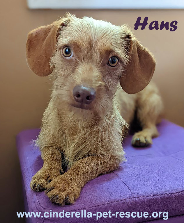 Hans