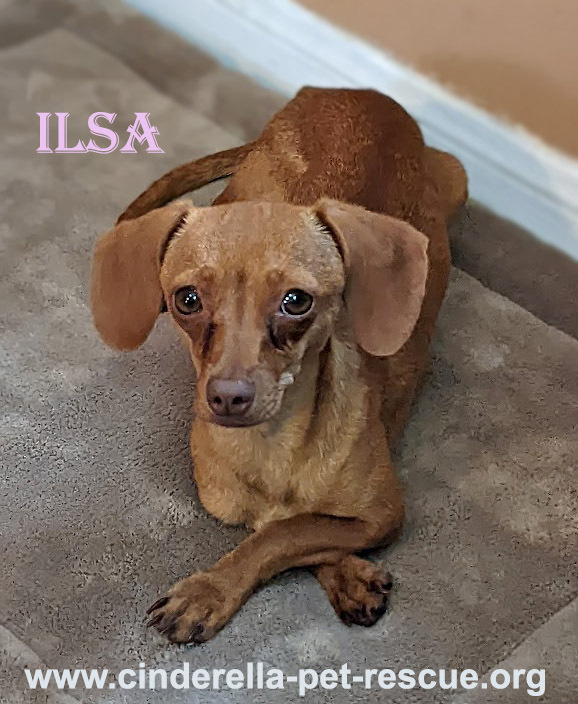 Ilsa