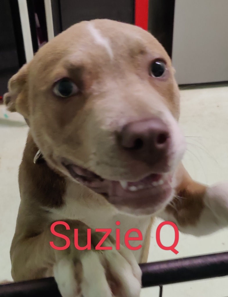 Suzie Q