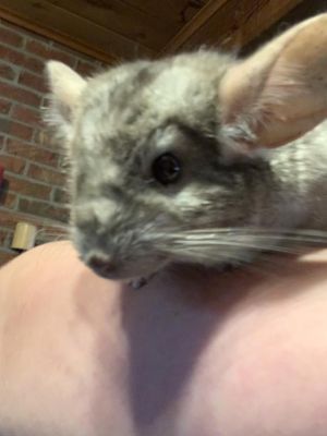 do chinchillas shed