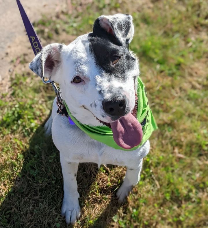 blue heeler puppies for sale in connecticut