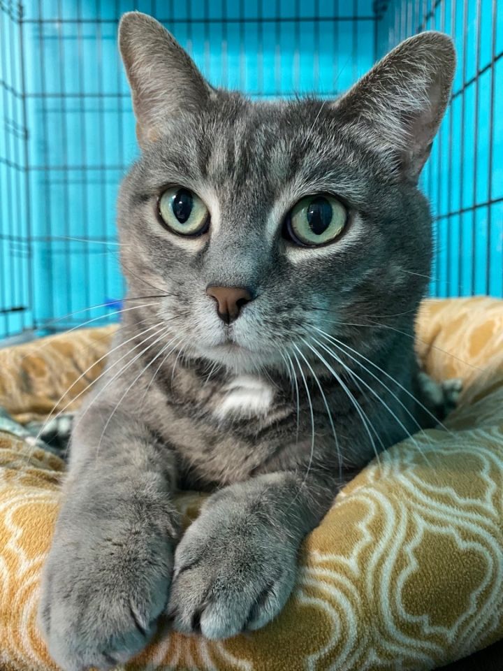 Smokey, an adoptable Domestic Short Hair in Spencer, IN_image-6