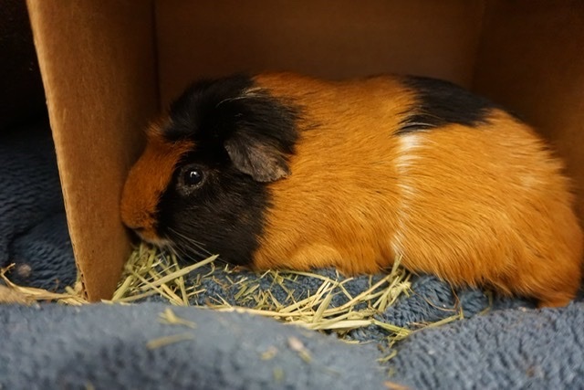 Jedrick , an adoptable Guinea Pig in Saint Paul, MN_image-2