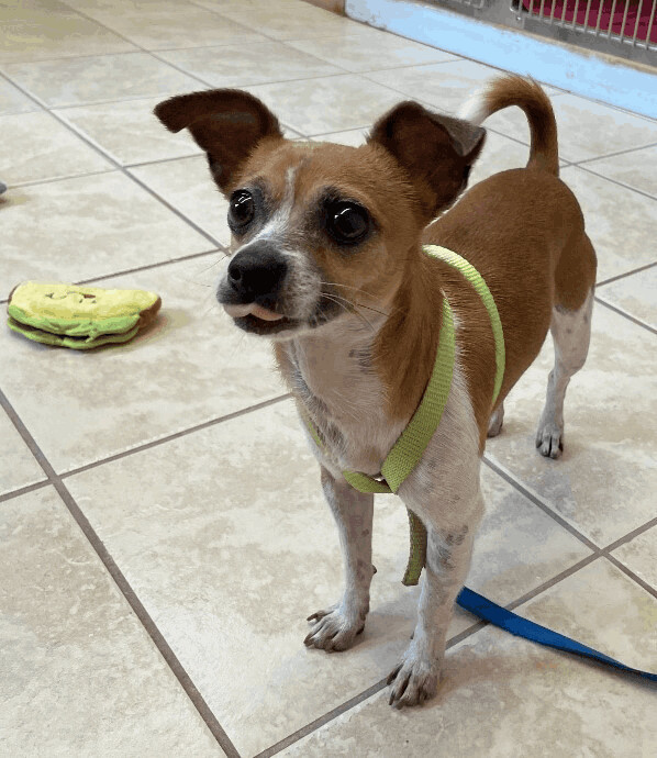 Dog for adoption - Pepito, a Chihuahua in FL |