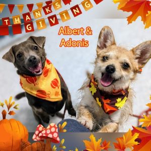 Albert & Adonis bonded pair