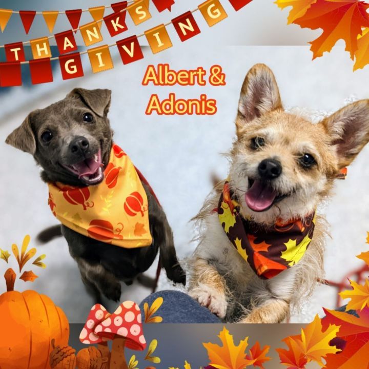 Albert & Adonis bonded pair 1