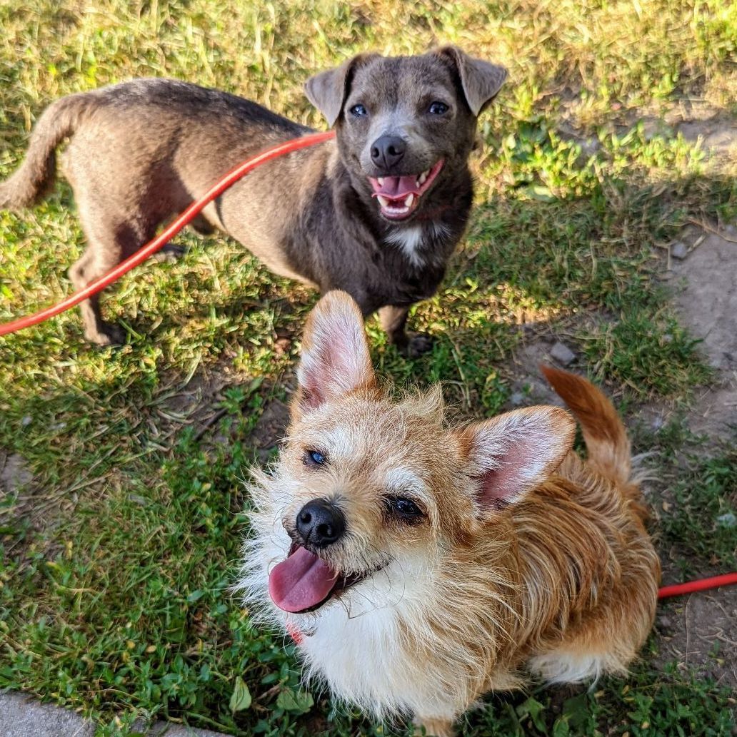 Albert & Adonis bonded pair