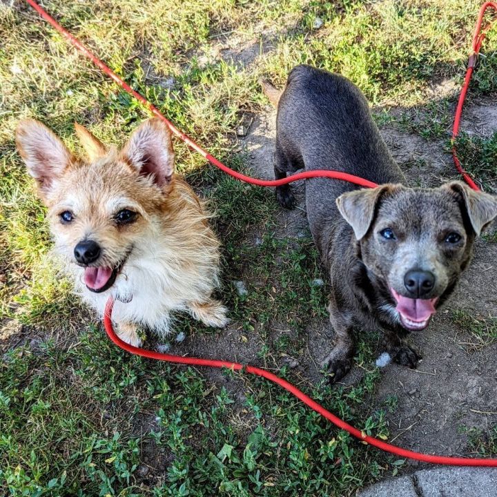 Albert & Adonis bonded pair 6