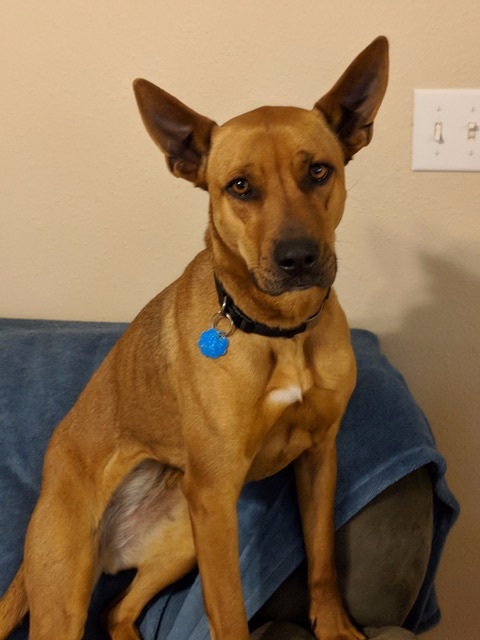 Sadie, an adoptable Carolina Dog in San Luis, CO, 81152 | Photo Image 3