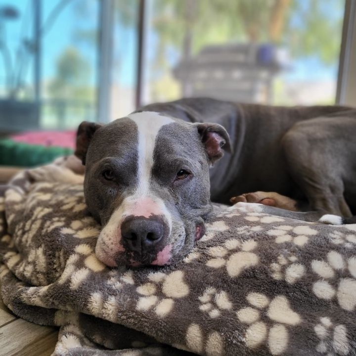 Clark , an adoptable Pit Bull Terrier in Long Beach, CA_image-5