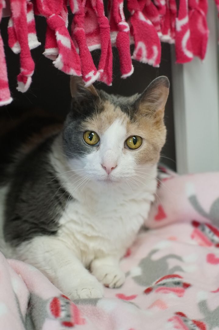 Baby, an adoptable Dilute Calico in Naperville, IL_image-5