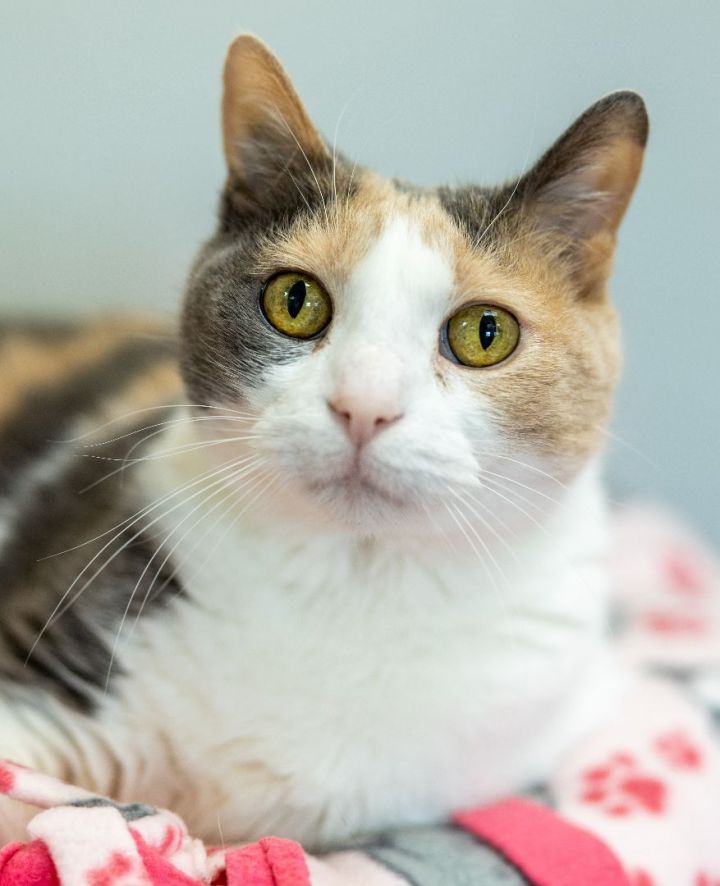 Baby, an adopted Dilute Calico in Naperville, IL_image-6